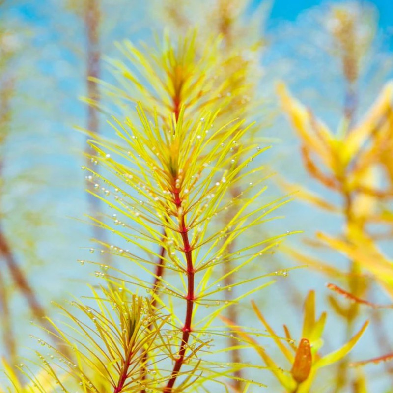 Eco Plant - Rotala Vietnam - InVitro duży kubek